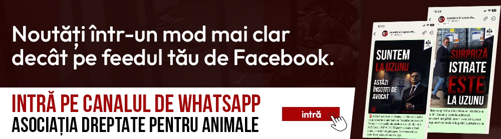 Canal Whatsapp Asociatia Dreptate Pentru Animale